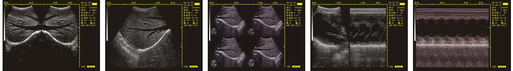V-20掌上B型超聲診斷儀(動(dòng)物版)一流的數(shù)字成像技術(shù)，圖像更清晰
